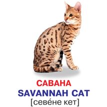 Розумні картки. Кішки. 12 карток. Зображення №3