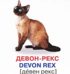 Розумні картки. Кішки. 12 карток. Зображення №4