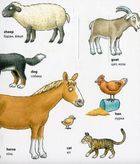 My First English Words. Animals. Тварини. Image №4