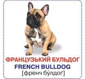 Розумні картки. Англійська мова. Собаки. 12 карток. 0+ — фото 5