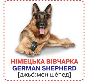 Розумні картки. Англійська мова. Собаки. 12 карток. 0+ — фото 6