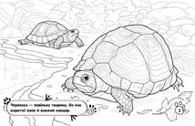 Розмальовка. Тварини в оселі . Image №5