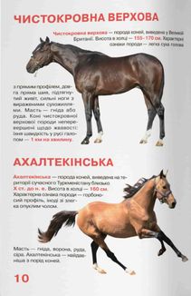 Велика книжка. Коні і поні. Image №9