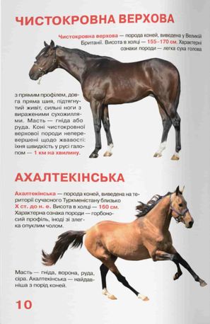 Велика книжка. Коні і поні — Олег Завʼязкін, фото 10
