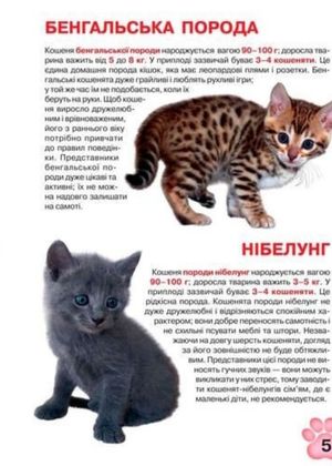 Велика книжка. Кошенята — Олег Завʼязкін, фото 6