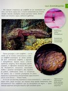 Загадковий світ амфібій. Image №5