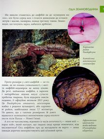 Загадковий світ амфібій. Image №5