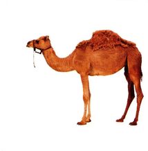 Карамелька. Цифри. Зображення №4