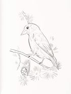 Птахи України. Книга-розмальовка. Зображення №6