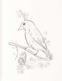 Птахи України. Книга-розмальовка. Зображення №6