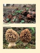 У пошуках грибного царства. Зображення №4
