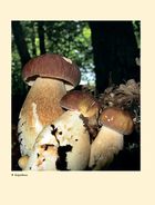 У пошуках грибного царства. Зображення №6