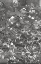 Я їду додому їсти шовковицю з дерева. Image №1