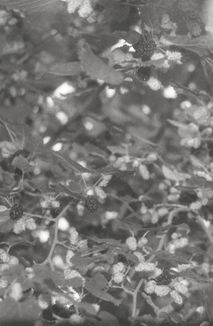 Я їду додому їсти шовковицю з дерева. Image №1