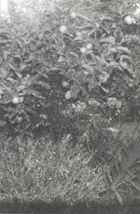 Я їду додому їсти шовковицю з дерева. Image №6