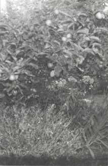 Я їду додому їсти шовковицю з дерева. Image №6