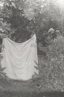 Я їду додому їсти шовковицю з дерева. Image №7