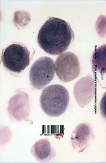 Я їду додому їсти шовковицю з дерева. Image №3