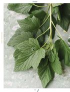 Ukraine. Food and History. Image №2