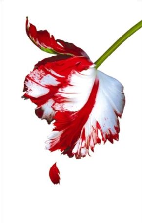 Twilight Saga. New Moon. Book 2